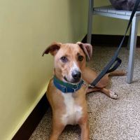 Douglas Animal Hospital ico