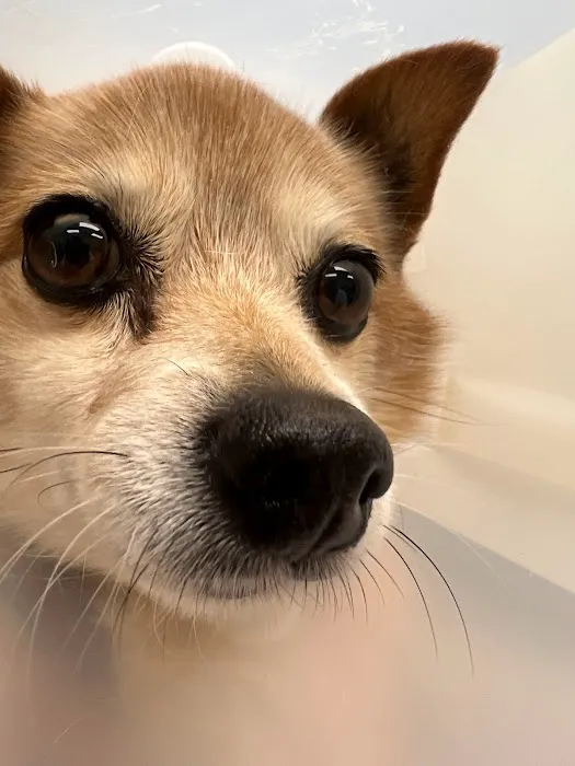 Douglas Animal Hospital 7