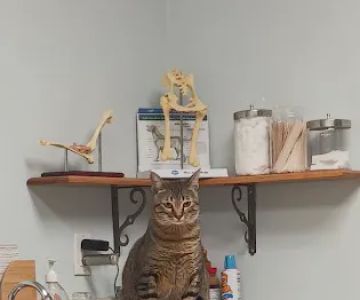 Vet Partners on Main