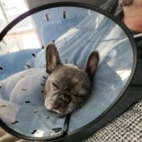 Blaine Family Veterinary Hospital ico