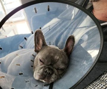 Blaine Family Veterinary Hospital