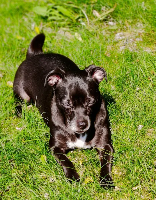 Blaine Family Veterinary Hospital 6