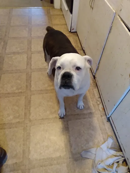 Foley Boulevard Animal Hospital 1