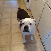 Foley Boulevard Animal Hospital ico