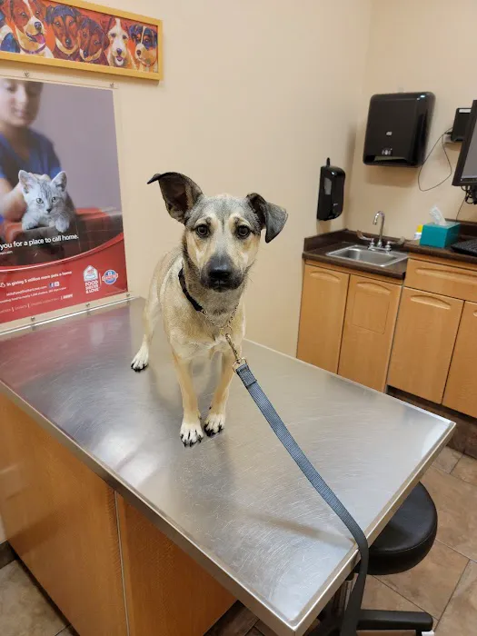 Foley Boulevard Animal Hospital 7