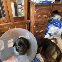 Coon Rapids Pet Hospital ico