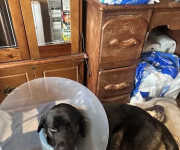 Coon Rapids Pet Hospital