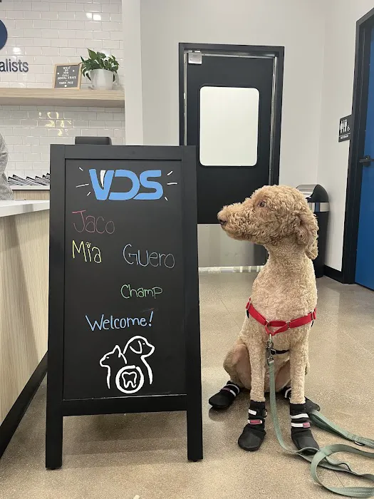 Veterinary Dentistry Specialists 12
