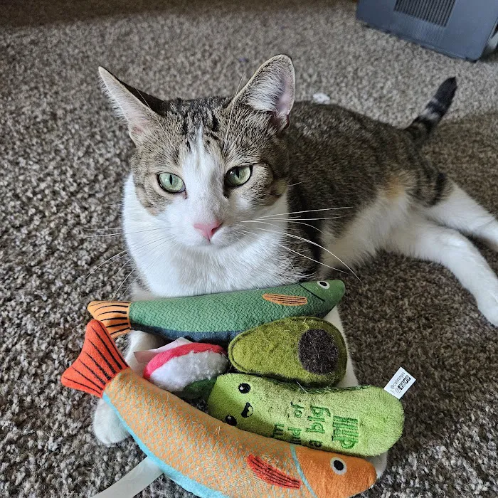 Silvervine Cat Clinic 7