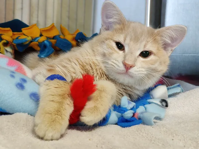 Silvervine Cat Clinic 4
