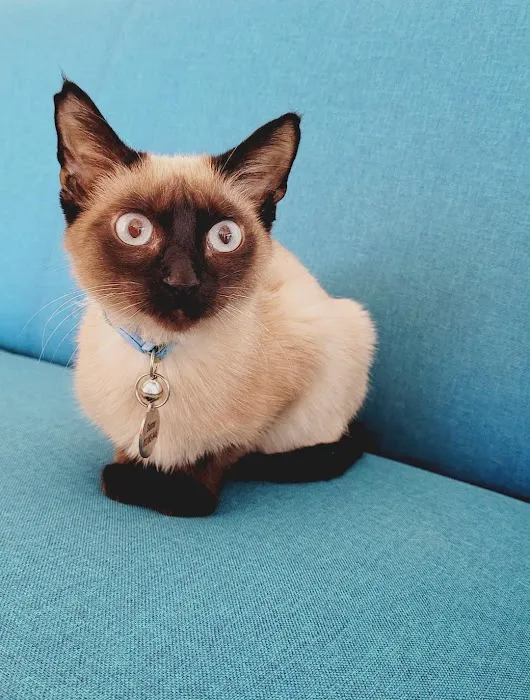 Silvervine Cat Clinic 9