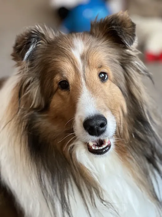 Cedar Pet Clinic 3