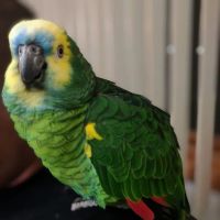 Cedar Pet Clinic ico