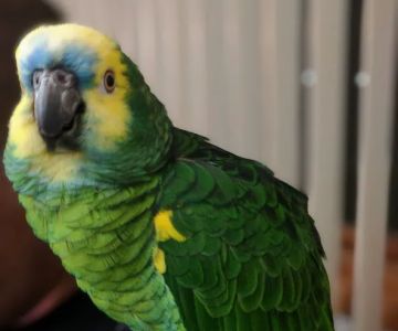 Cedar Pet Clinic
