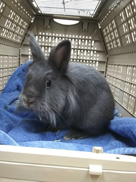 Cedar Pet Clinic 10