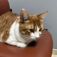 Park Grove Pet Hospital ico