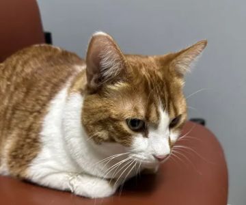 Park Grove Pet Hospital