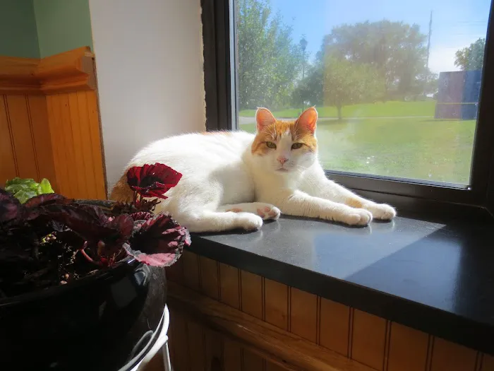 Pilot Knob Animal Hospital 6