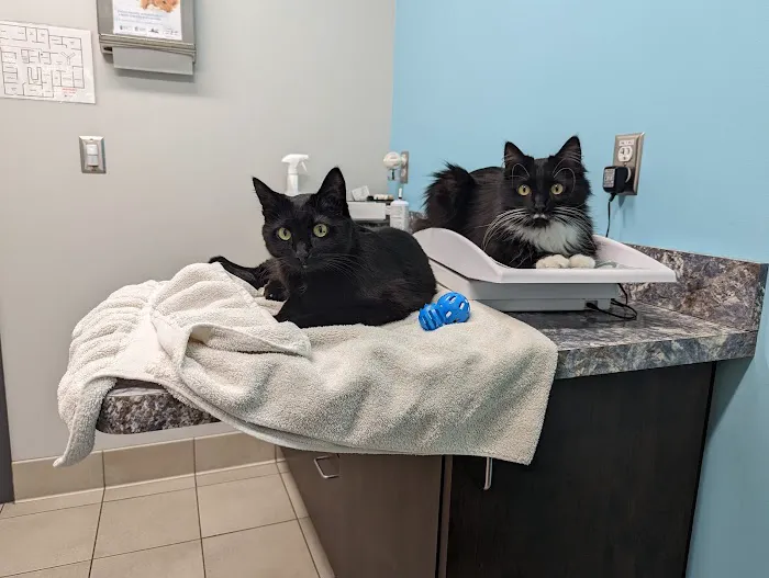 Pilot Knob Animal Hospital 2