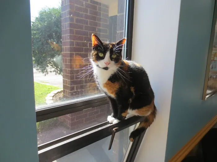 Pilot Knob Animal Hospital 8