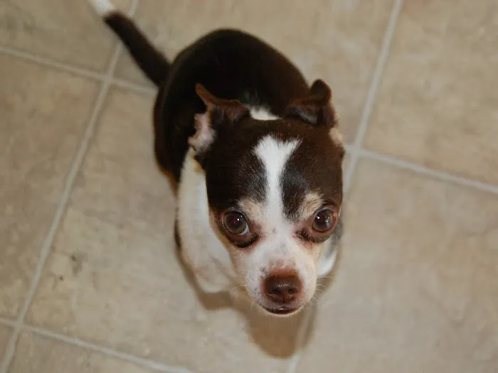 Eagan Pet Clinic 1