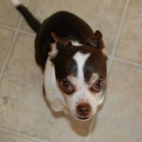 Eagan Pet Clinic ico