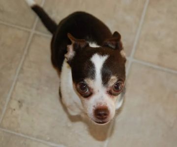 Eagan Pet Clinic
