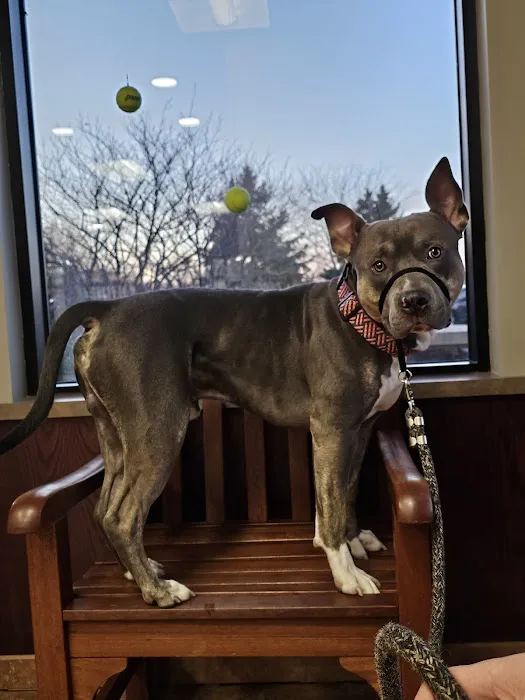 Eagan Pet Clinic 7