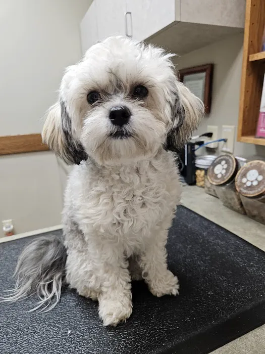 East Valley Animal Clinic 5