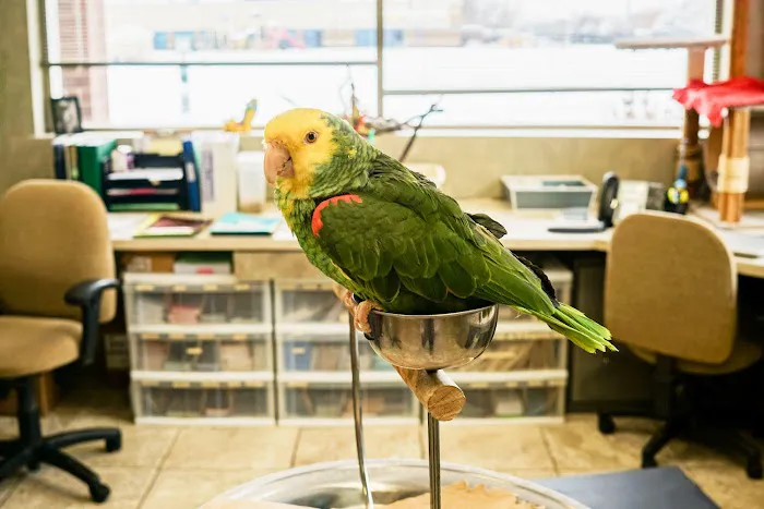 East Valley Animal Clinic 3
