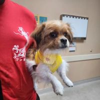 East Valley Animal Clinic ico