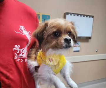 East Valley Animal Clinic