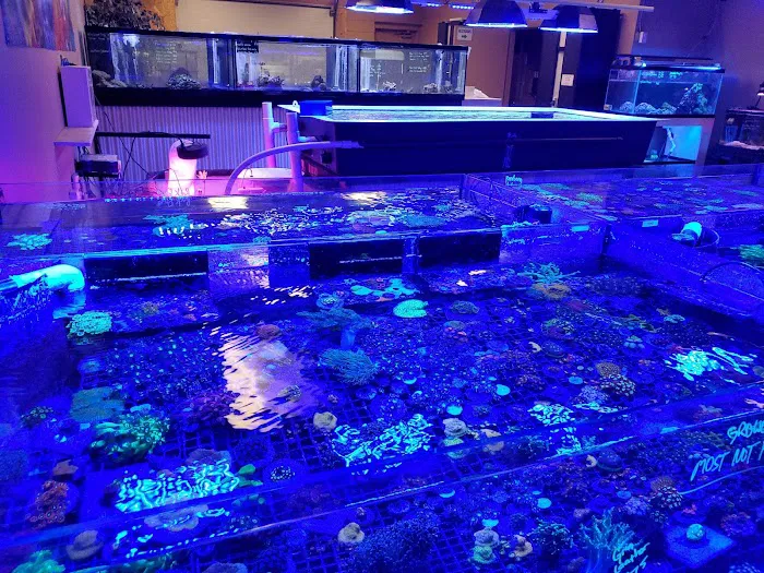 Reefkoi Corals LLC 12