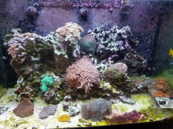 Seascape Aquatics 12