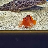 Seascape Aquatics ico