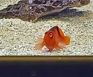 Seascape Aquatics