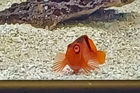 Seascape Aquatics