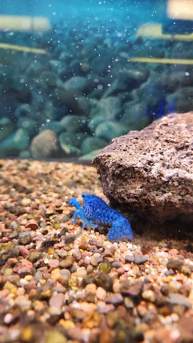 Seascape Aquatics 12