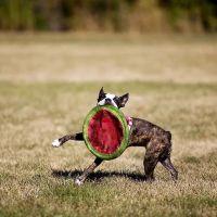 Shamrock Animal Hospital ico