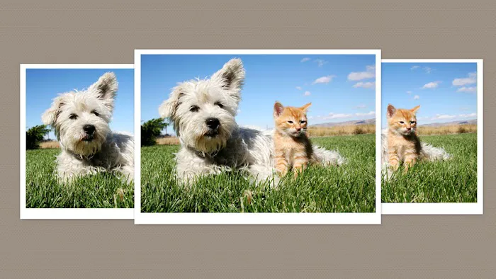 Shamrock Animal Hospital 7