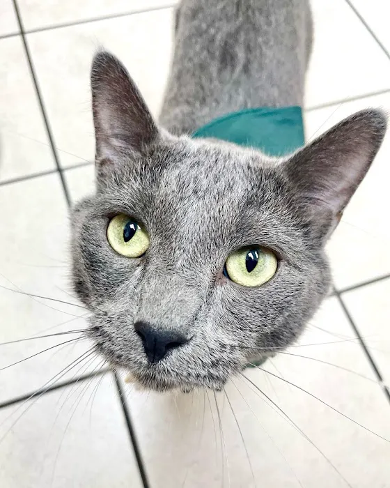 Shamrock Animal Hospital 6