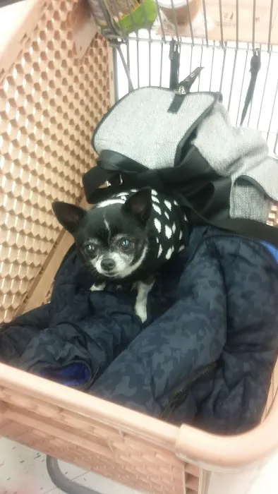 Petco 12
