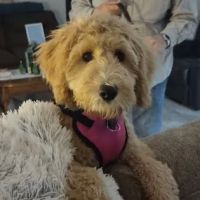 Heidt Veterinary Hospital ico