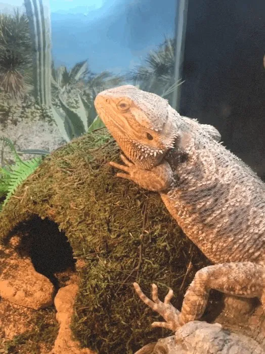 Scales 'N Tails Colorado Springs East 12