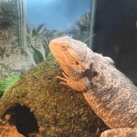 Scales 'N Tails Colorado Springs East ico