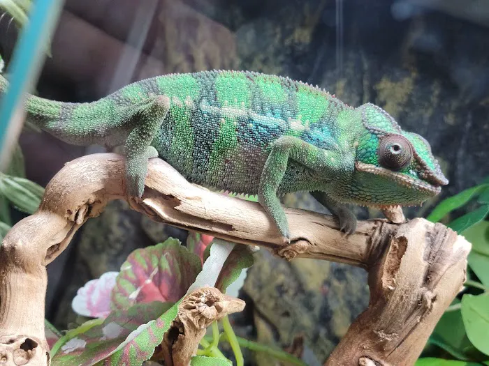 Scales 'N Tails Colorado Springs East 12