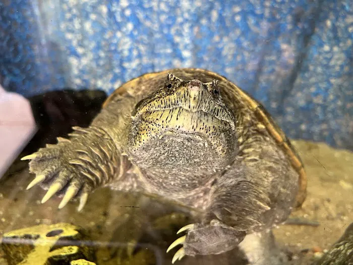Reptiles 12