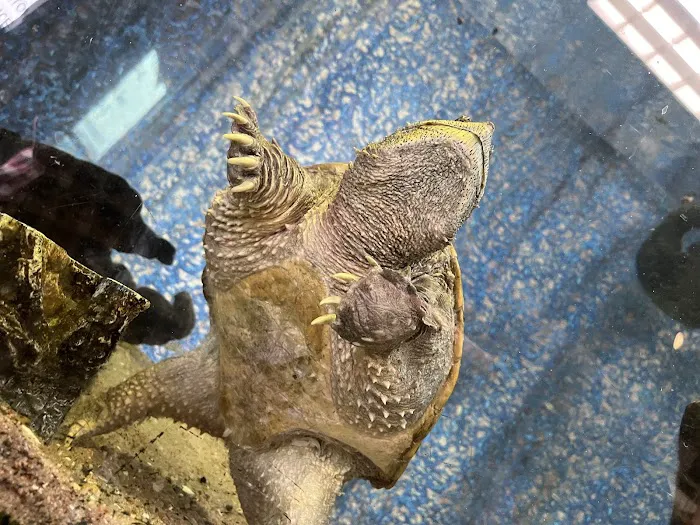 Reptiles 12
