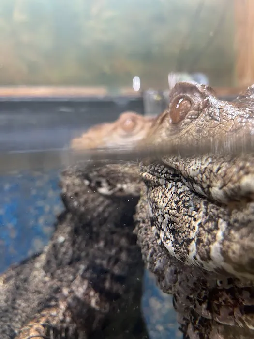 Reptiles 12