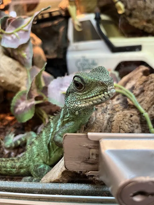 Reptiles 12